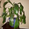 Identifying a Houseplant - plant with main stalk and long drooping green leaves