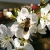 A bee on apple blossoms.