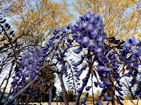 Blooming Wisteria - purple wisteria blooms