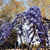 Blooming Wisteria - purple wisteria blooms
