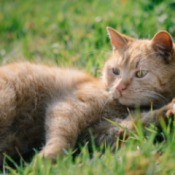 Cat laying in the grass