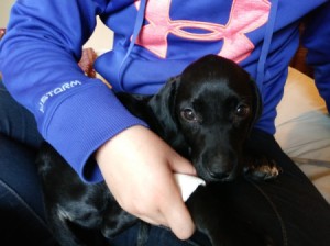 Caring for a Puppy with Parvo - black puppy