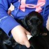 Caring for a Puppy with Parvo - black puppy