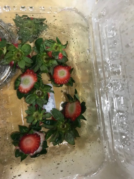 Cut strawberry tops in a plastic container in the sink.