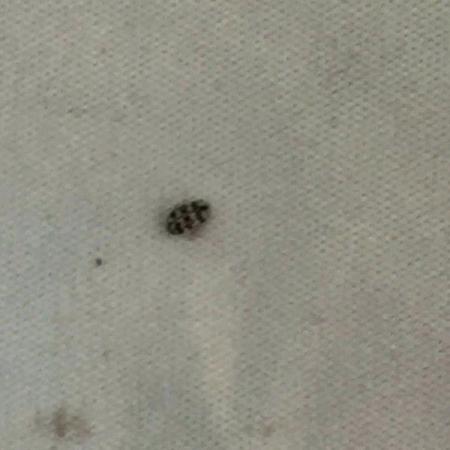 Identifying Household Bugs Thriftyfun