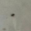 Identifying Bugs in the Bedroom - small tan and black ovoid bug