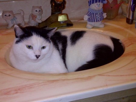 Panda Bear (Domestic Cat) - black and white cat curled up in the bathroom sink