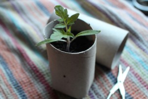 Toilet Paper Tubes for Seedlings - small plant in TP tube pot
