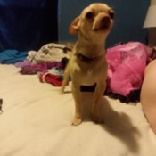 Is My Dog a Full Blooded Chihuahua? - tan dog