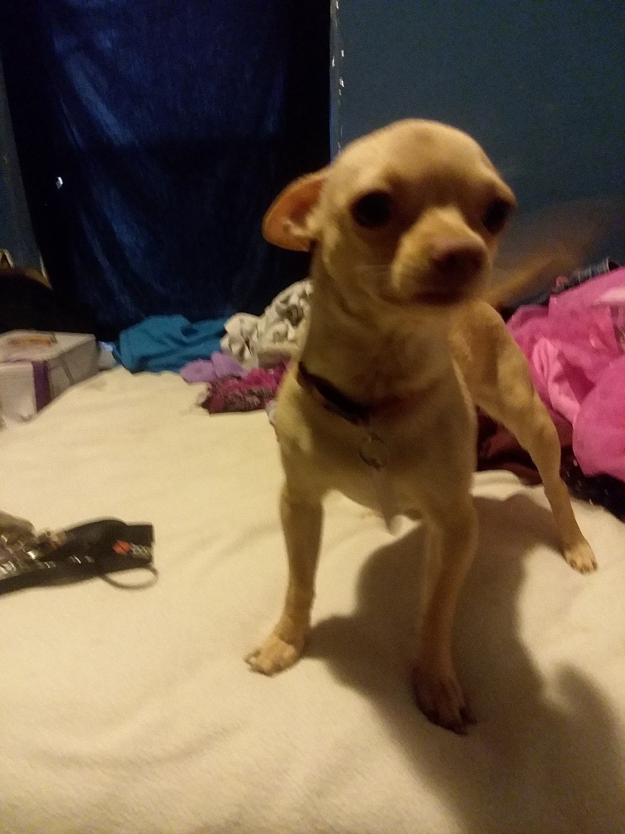 Is My Dog A Full Blooded Chihuahua Thriftyfun