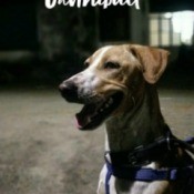 What Breed Is My Dog?
