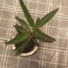 Identifying a Houseplant - tall plant with long serrated leaves