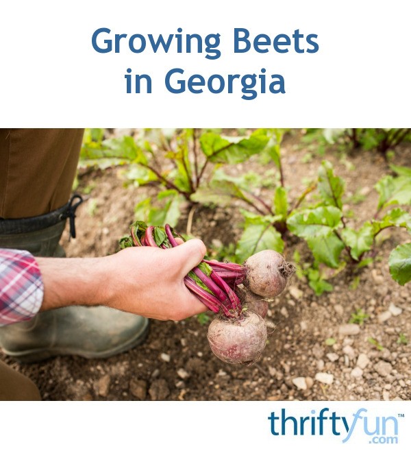 Growing Beets in ThriftyFun