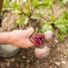 Pulling beets from the ground.