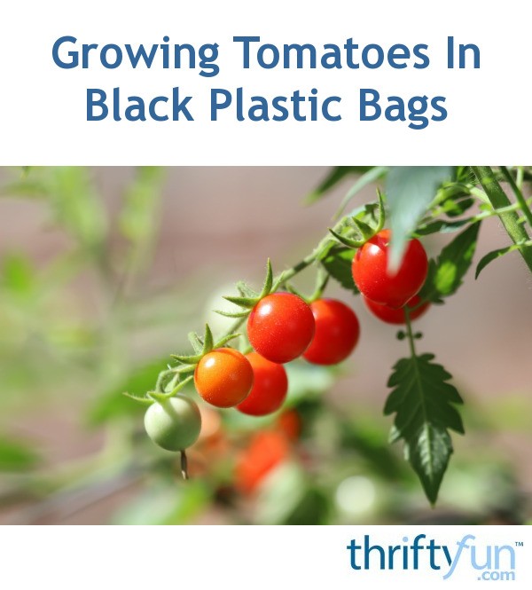 Growing Tomatoes In Black Plastic Bags ThriftyFun