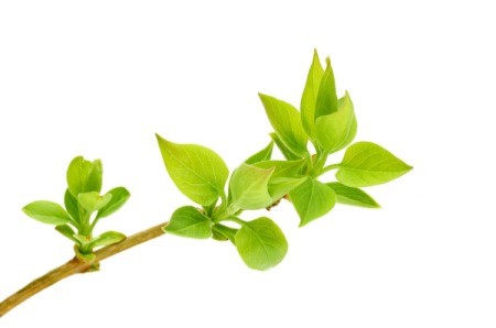 Lilac leaves on white background