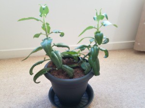 Caring for a Kalanchoe Plant