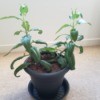 Caring for a Kalanchoe Plant