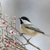 Chickadee on a branch on snowy day