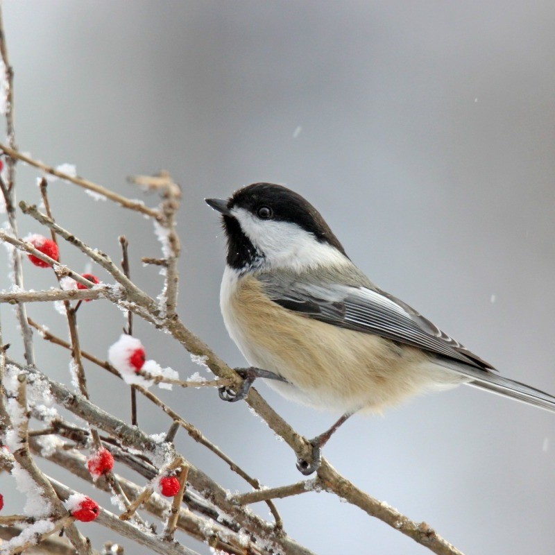 Chickadee Photos | ThriftyFun