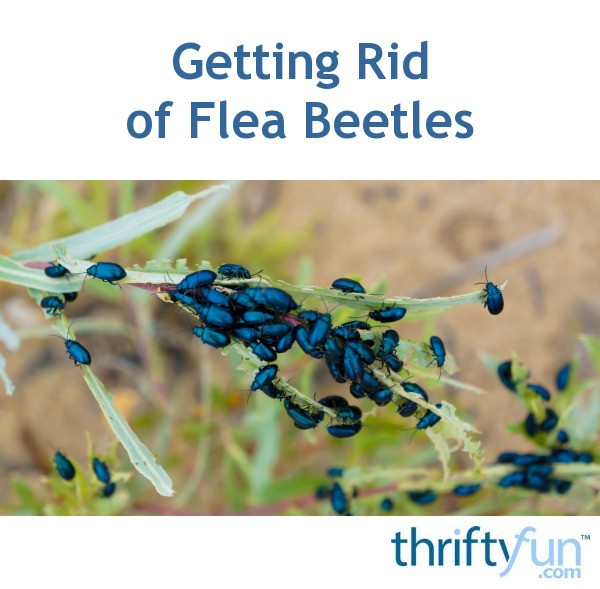 Getting Rid of Flea Beetles? ThriftyFun