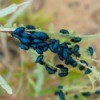 Many Flea Beetles on a branch