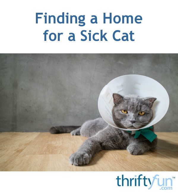 Finding a Home for a Sick Cat? | ThriftyFun