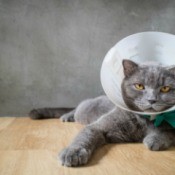 Gray cat with a cone around its neck.