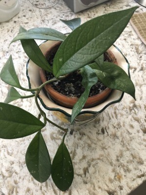 Identifying a Houseplant - small plant with long green leaves