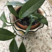 Identifying a Houseplant - small plant with long green leaves