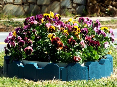 Mile High Pansies - pansies in circular bed