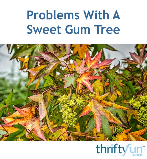 Problems With A Sweet Gum Tree? ThriftyFun