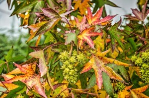 Closeup of Sweet Gum Tree leaves