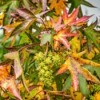Closeup of Sweet Gum Tree leaves