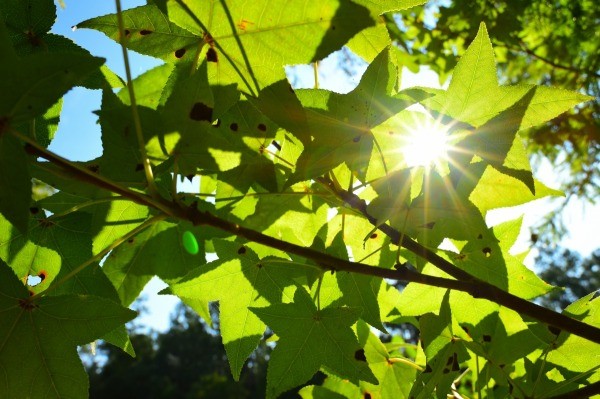 sweet gum tree