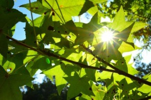 Sweet Gum Tree with sun shining through leaves