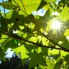Sweet Gum Tree with sun shining through leaves