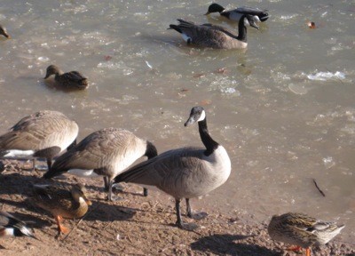 Canadian Geese on a shore and in the water.