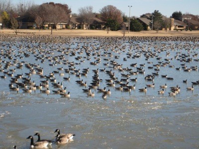 Many Canadian geese in the water.