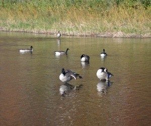 Canadian geese on water.