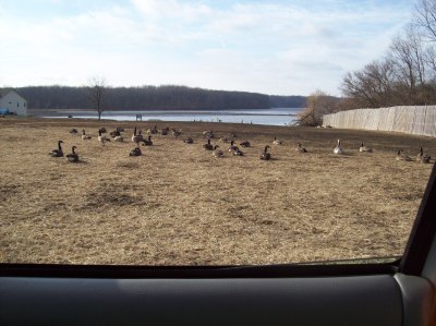 Canadian geese out a car window.