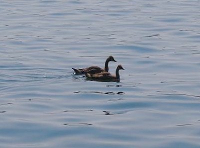 Wildlife: Canada Geese