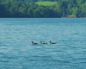 Wildlife: Canada Geese