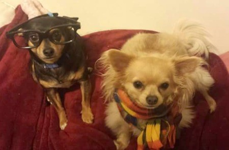 Chubs & Mochi (Chihuahua Mix) - Chubs with glasses and Mochi next to him wearing a scarf