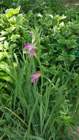 Identifying a Garden Flower - tall stalk with white and dark pink edged flowers blooming up the height of the stem