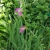 Identifying a Garden Flower - tall stalk with white and dark pink edged flowers blooming up the height of the stem