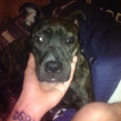 What Breed Is My Dog? - black dog's face