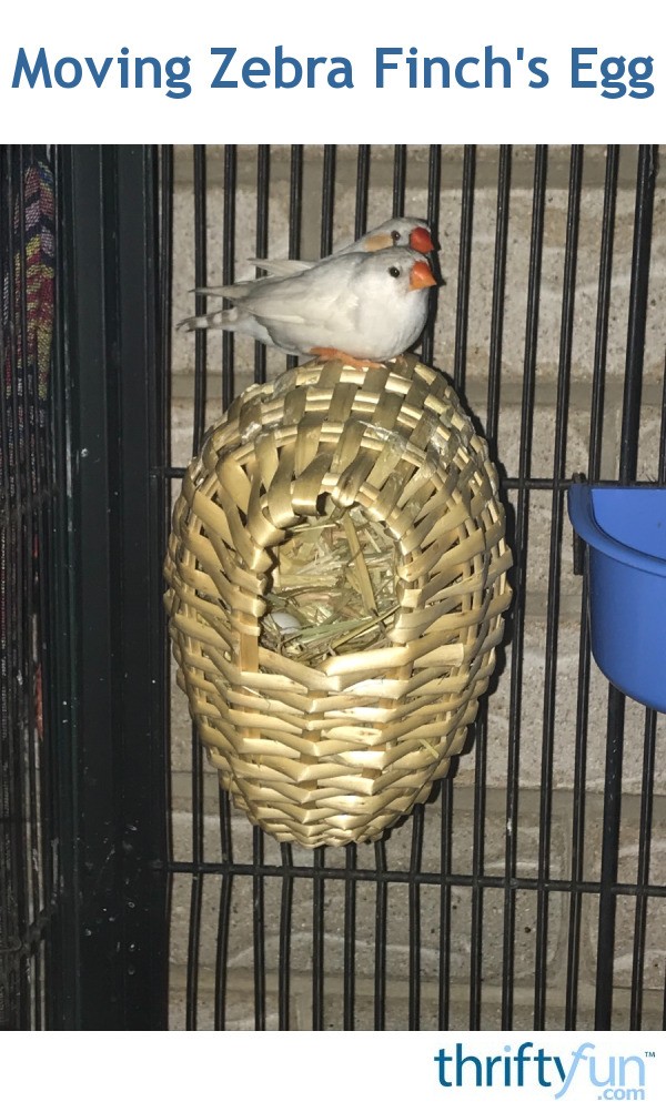 zebra finch egg zebra finch egg