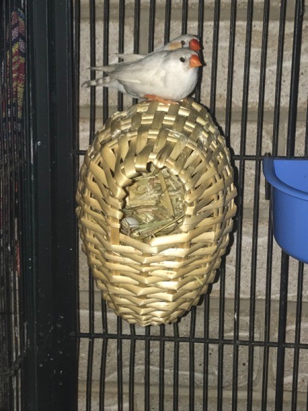 zebra finch egg zebra finch egg