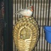 Moving Zebra Finch's Egg - finches on nest box